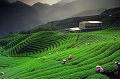 858 - ba-gua tea garden - CHEN Yi-cheng - taiwan